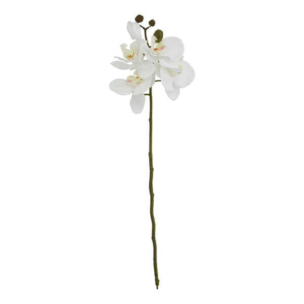 White Butterfly Orchid Stem